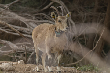 Naklejka na ściany i meble The Nubian ibex (Capra nubiana) where live in negva desert