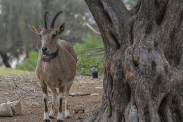 The Nubian ibex (Capra nubiana) where live in negva desert