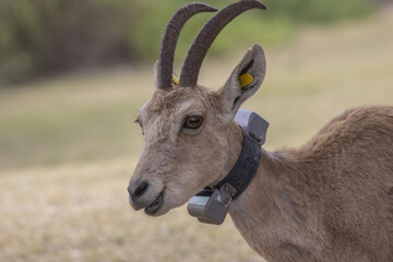 The Nubian ibex (Capra nubiana) where live in negva desert