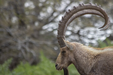 The Nubian ibex (Capra nubiana) where live in negva desert