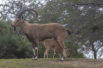 The Nubian ibex (Capra nubiana) where live in negva desert
