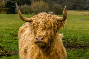 A blond, matriarch, Highland cow stares at the camera in a field near Market Harborough, UK