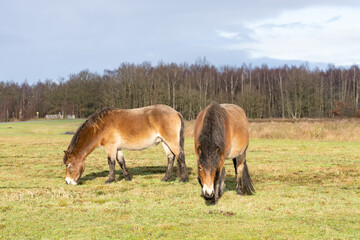 Herd of wild Exmoor ponies, Equus ferus Caballus, graze in a nature reserve. Fochteloo, the...