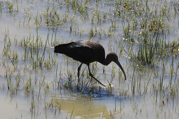 Glossy Ibis wading in water