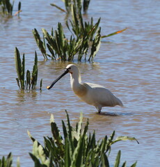 Spoonbill in breeding plumage