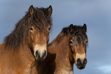 Two heads of wild Exmoor ponies, against a blue sky in nature reserve in Fochteloo, the...