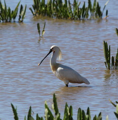 Spoonbill in breeding plumage