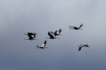Common Cranes in flight