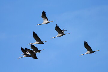 Common Cranes in flight