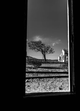 silhouette of a tree