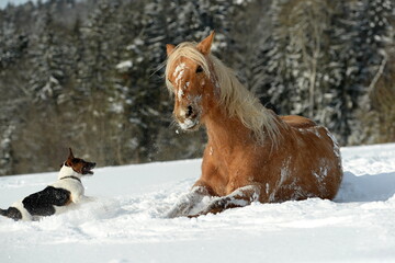 Fototapeta na wymiar Goldenes Pferd im Schnee