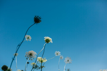 dandelion against blue sky
