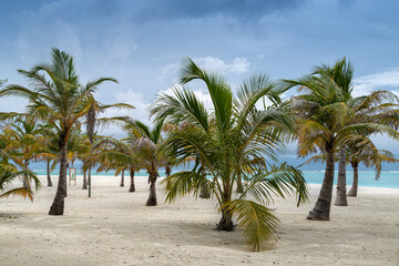 Fototapeta na wymiar plage de cocotiers