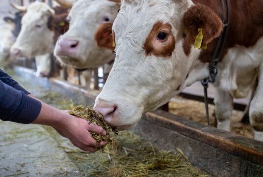 Farmer feeding cows