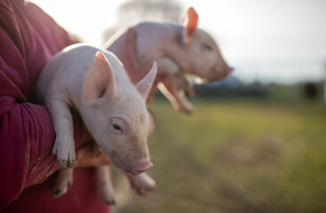 Farmer carrying piglets on farm