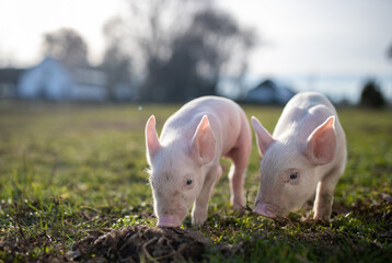 Two newborn piglets walking on grass