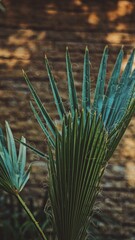 Fan palm on the background. Green leaf. Ornamental plant
