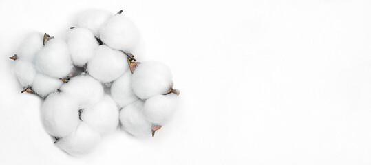 cotton flower plant on light background