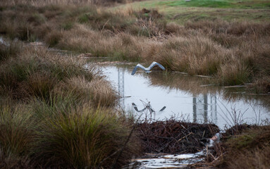 Blue Heron reflection