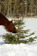 Pferdeweihnacht. Pferde auf der winterlichen Koppel mit Weihnachtsbaum
