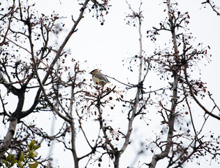 Robin on a hazy day