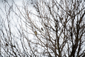 Robins in the winter
