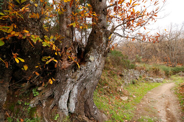árbol en paisaje de otoño