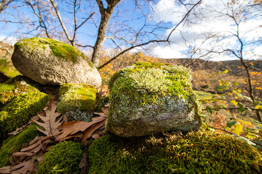 Oto&ntilde;o y musgo en un paisaje extreme&ntilde;o