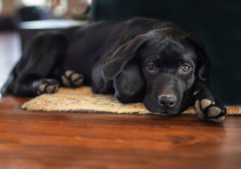 Cute black Labrador Retriever puppy laying on floor with sad eyes looking at camera
