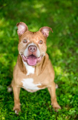 A senior red and white Pit Bull Terrier mixed breed dog with floppy ears, looking up with a happy expression