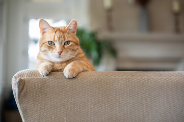 Orange tabby rescue cat perched on couch