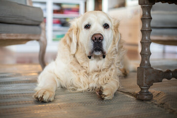 Goofy large dog Great Pyrenees laying by coffee table in family home