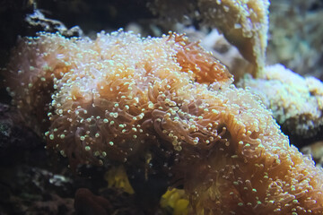 part of a saltwater aquarium