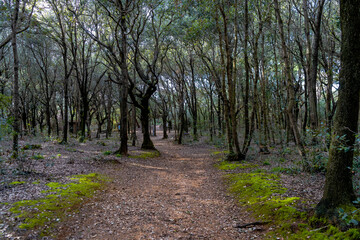 Trail across the the forest of Rimigliano Natural Park, in the municipality of San Vincenzo,...
