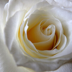Light cream coloured rose flower close up on the curling unfurling petals.