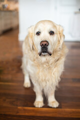 Sweet large Great Pyrenees family dog looking innocently at camera inside house