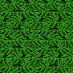 Naklejka na ściany i meble Monstera leaf seamless tropical pattern. Vector stock illustration eps 10. 