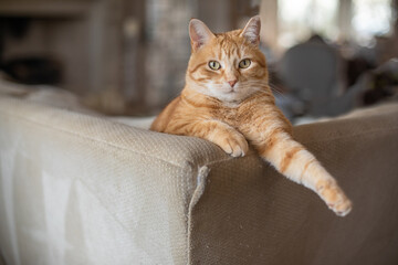 Orange tabby cat rescue pet with arm outstretched sitting on couch