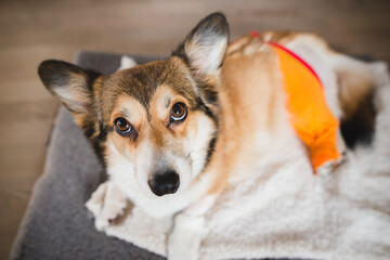 welsh corgi pembroke dog after a knee TPLO surgery, due to a CCL rapture, with a shaved leg