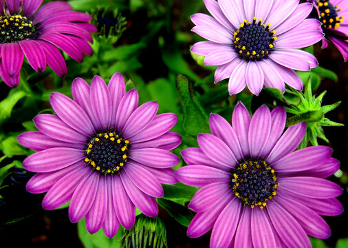 .Group of Dimorphotheca ecklonis flowers and pollen on the stamen with selective focus. Originating from African ornamental flowers.