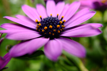 Dimorphotheca ecklonis lilac flower with pollen on the stamen.
