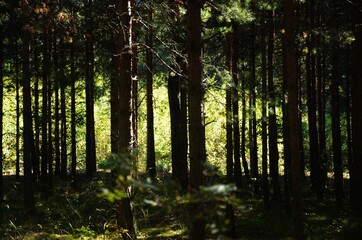Fototapeta premium sun rays in the forest