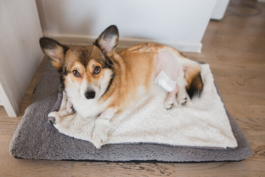 welsh corgi pembroke dog after a knee TPLO surgery, due to a CCL rapture, with a shaved leg