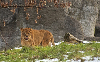 Lioness. Warsaw ZOO © Klimczak-Krajewska
