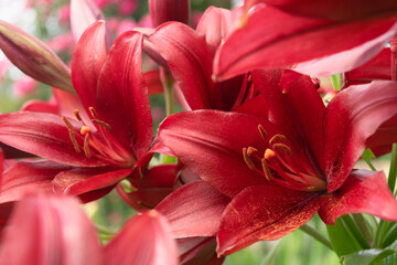 Fototapeta na wymiar Beautiful red lilies with a wonderful enchanting scent in the summer garden.