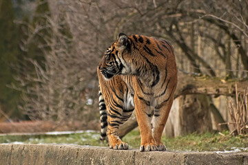 Sumatran tiger. Warsaw ZOO - obrazy, fototapety, plakaty
