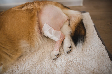 welsh corgi pembroke dog after a CCL sugery, tplo (tibia plateau leveling osteotomy)