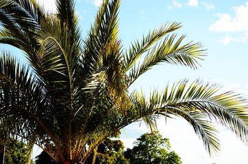 Fototapeta premium palm tree in the sun