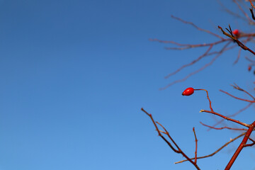 Red rose hip. Nypon in Swedish. During the winter. Very colorful. No snow. Close up and a blue sky. Järfälla, Stockholm, Sweden.