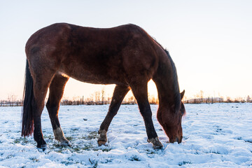 A horse grazing in a meadow, looking for grass covered with snow. Winter scenery and a silhouette of a horse illuminated by the setting sun. - 409328527